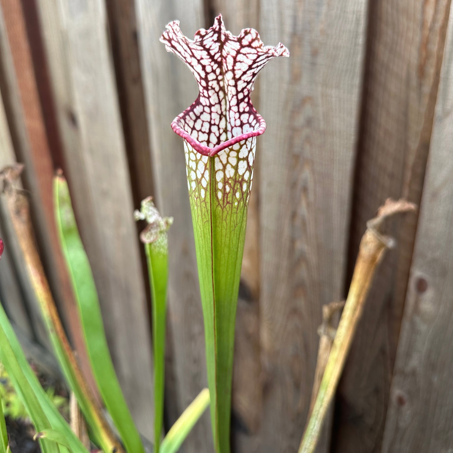 Sarracenia leucophylla Franklin Co, FL "Purple Lips Imposter" DG Potted