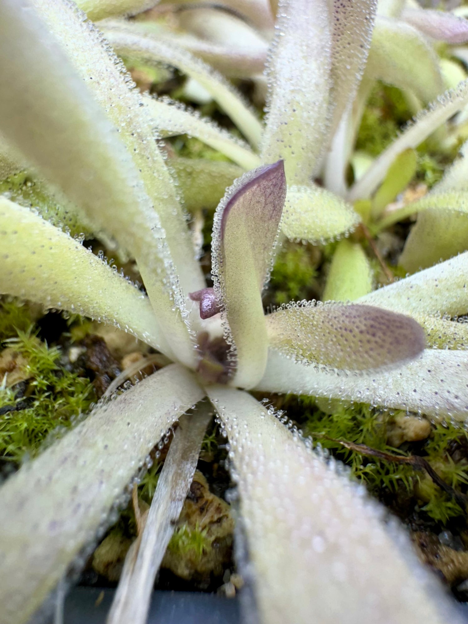 Pinguicula x “Twilight Sparkle” BARE ROOT