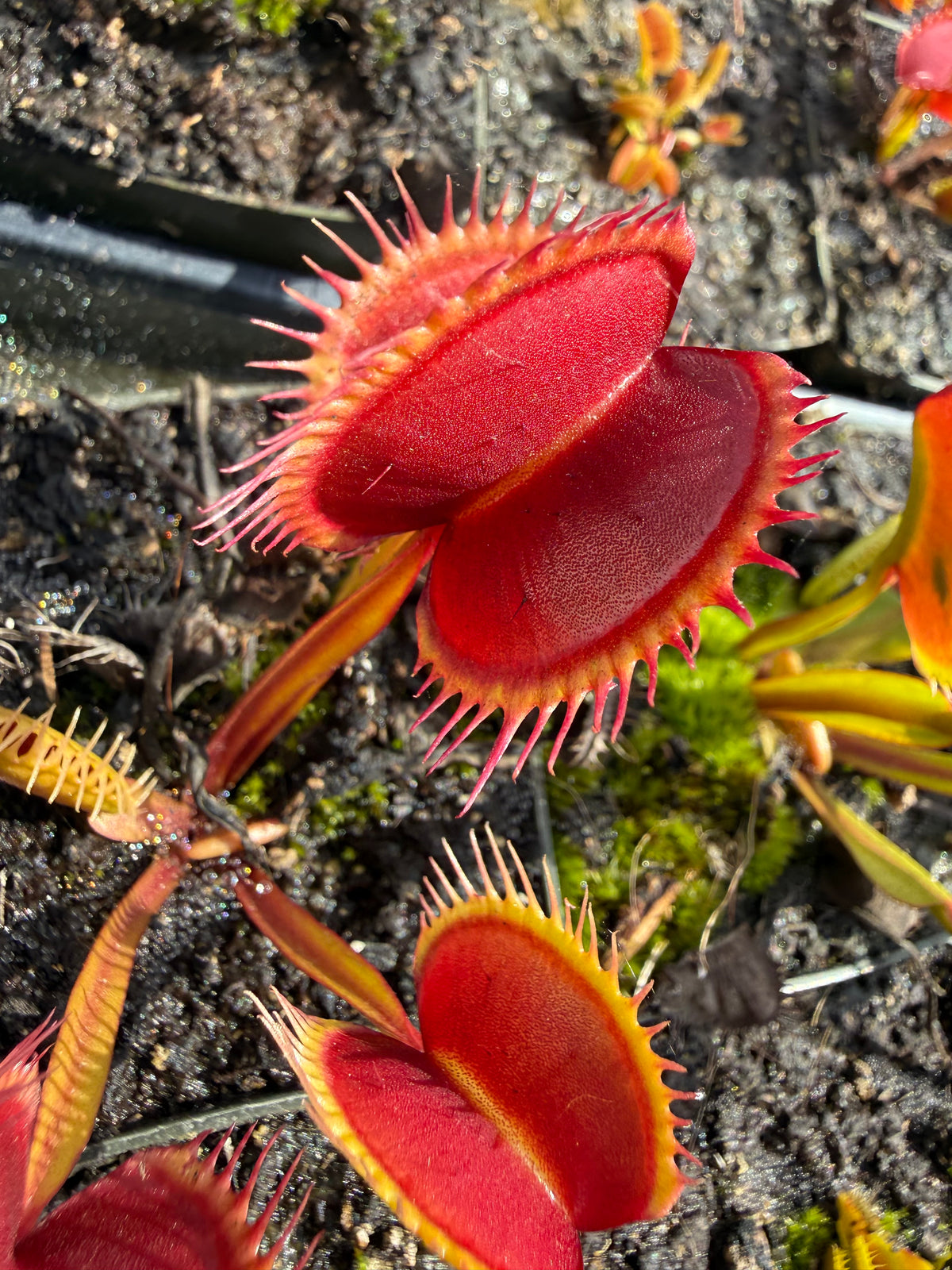 Dionaea m. “Swamp Fire” Potted