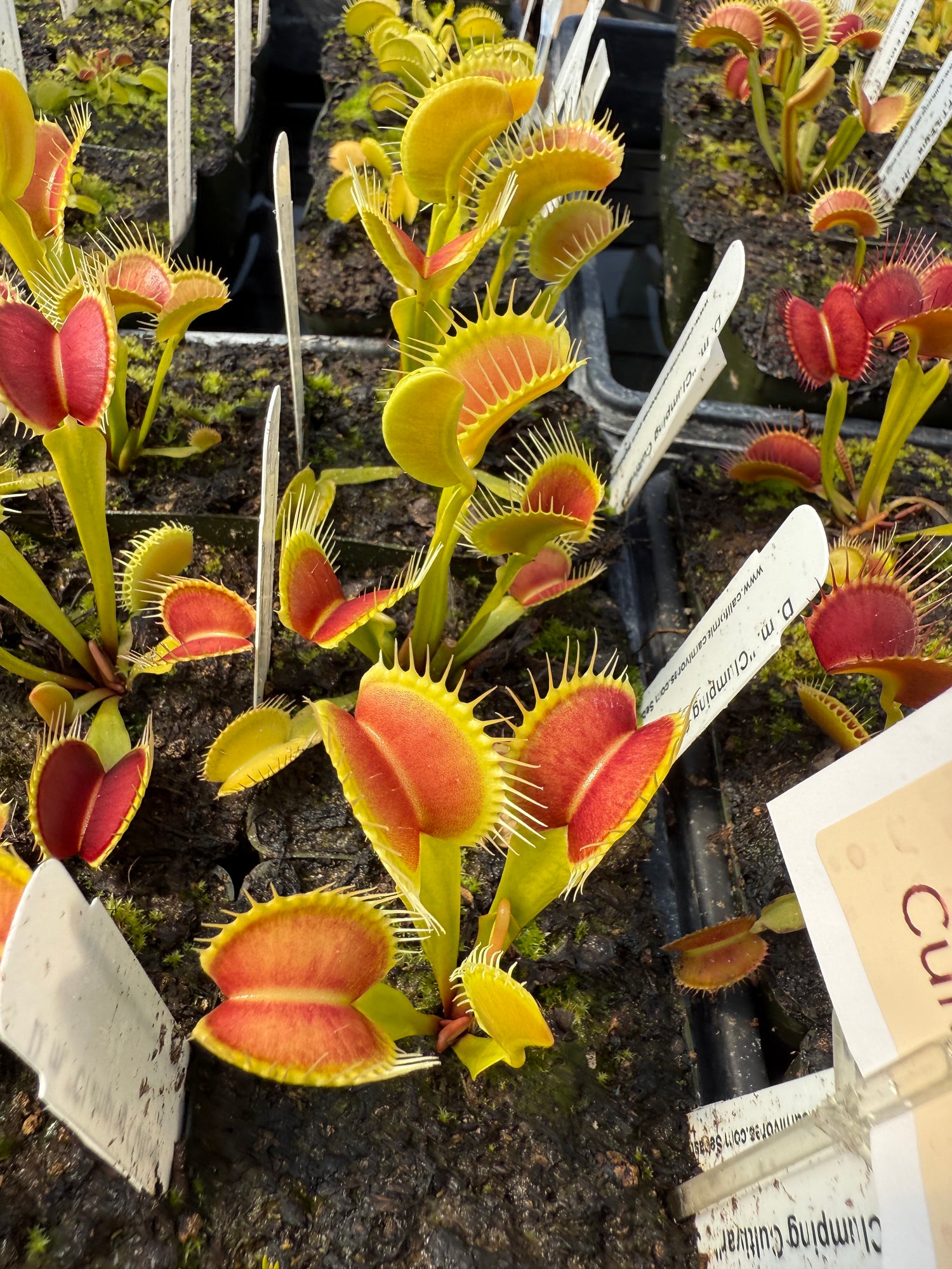 Dionaea m. “Clumping Cultivar” JH Potted