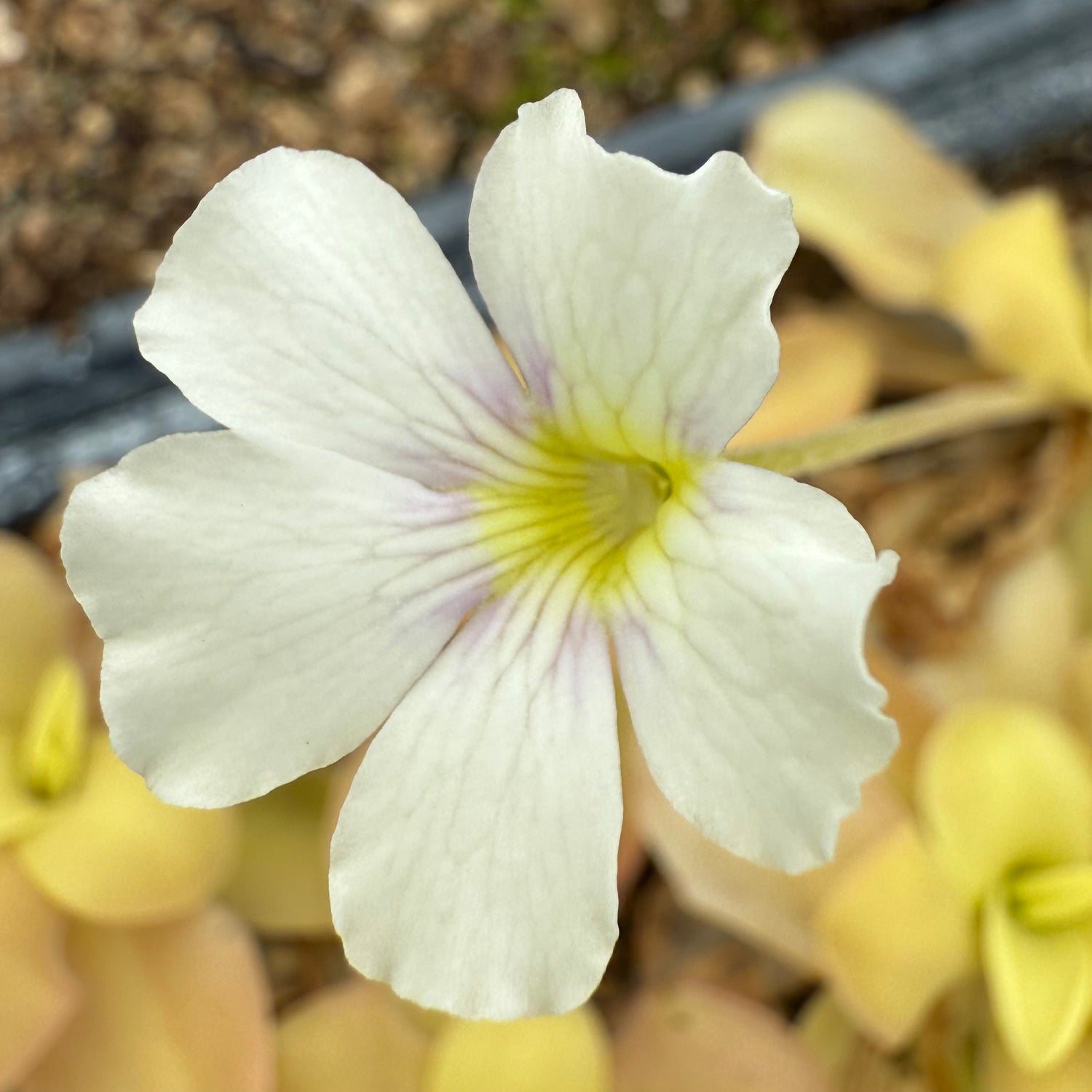 Pinguicula x ‘Riva’ BARE ROOT