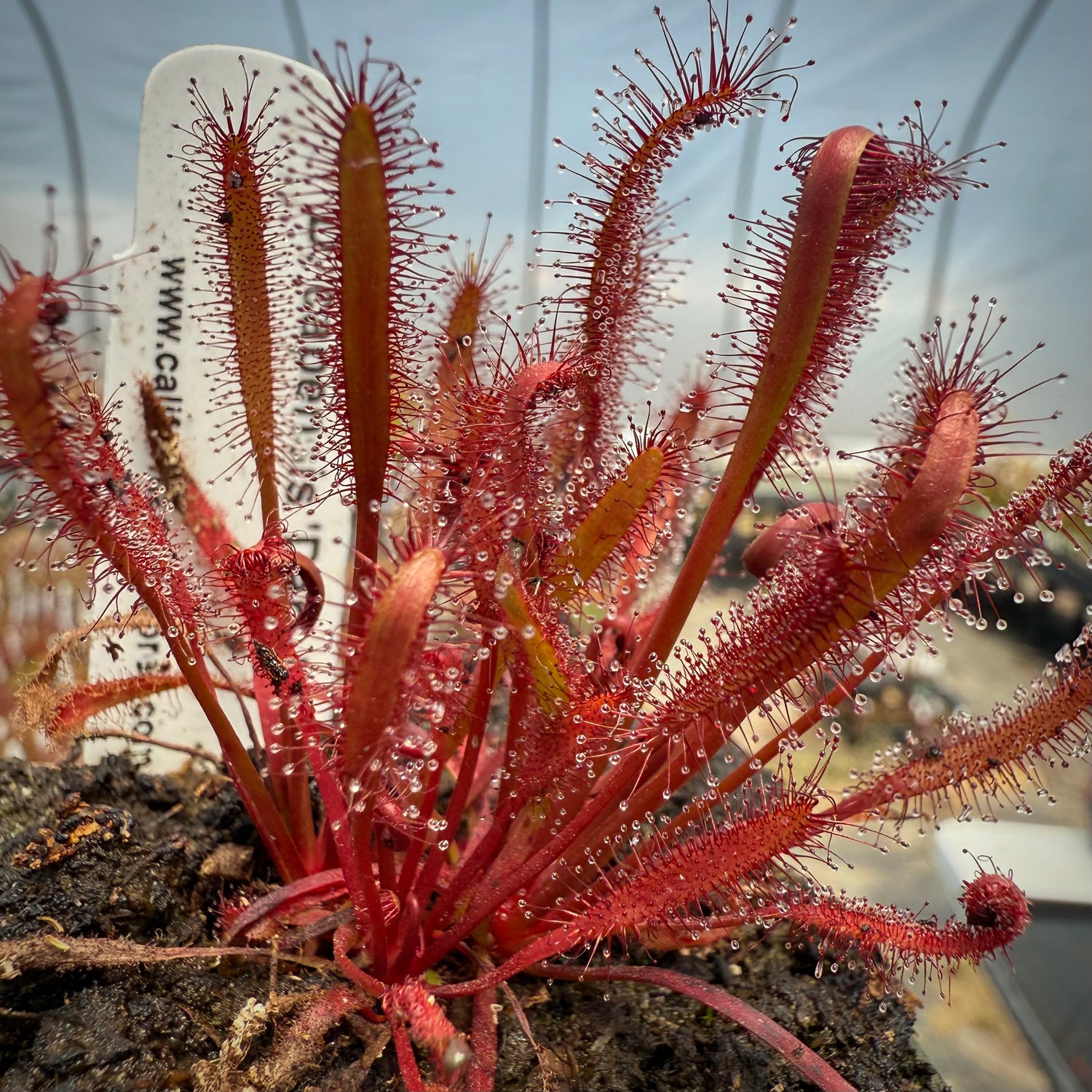 Drosera capensis “Dark Maroon” Potted
