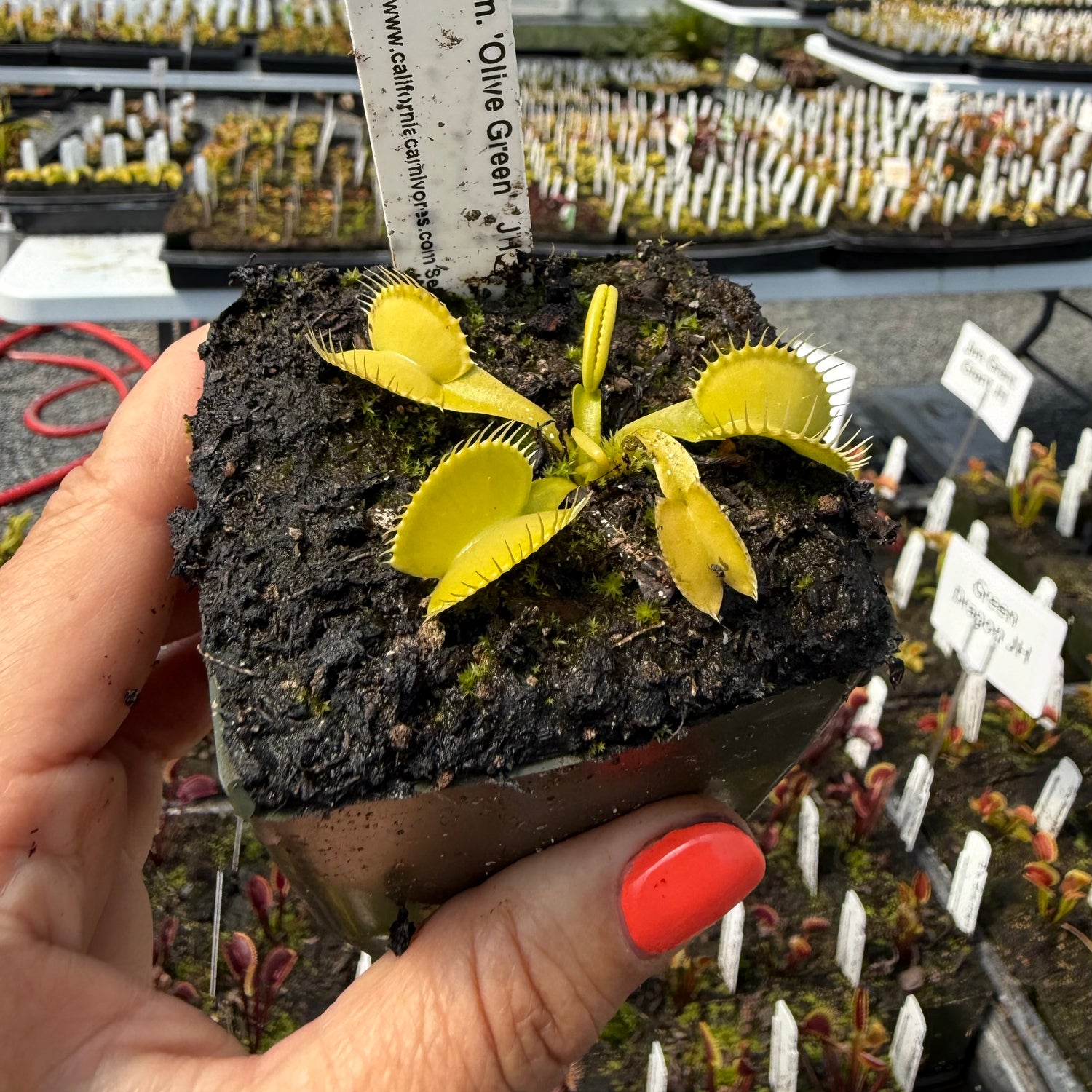 Dionaea m. 'Olive Green' JH Potted