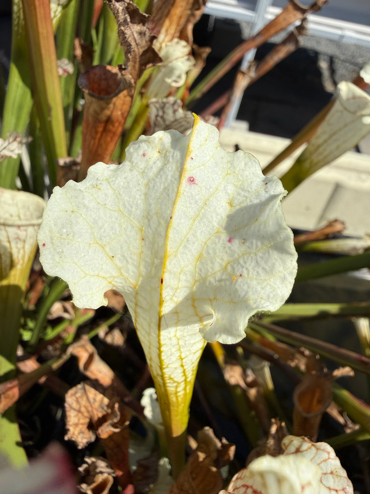 Sarracenia leucophylla var alba seed-grown Potted