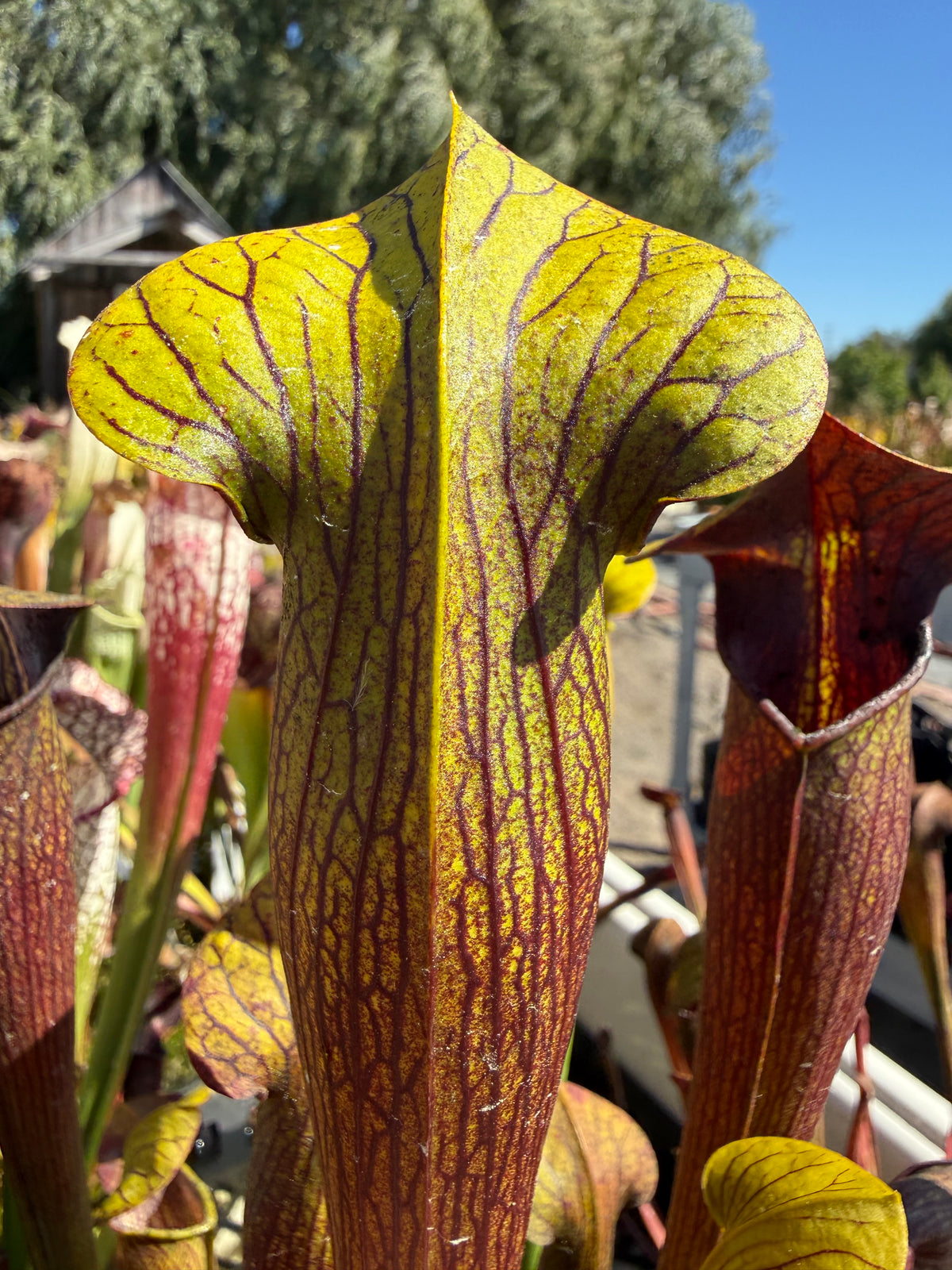 Sarracenia alata ‘Night’ Potted
