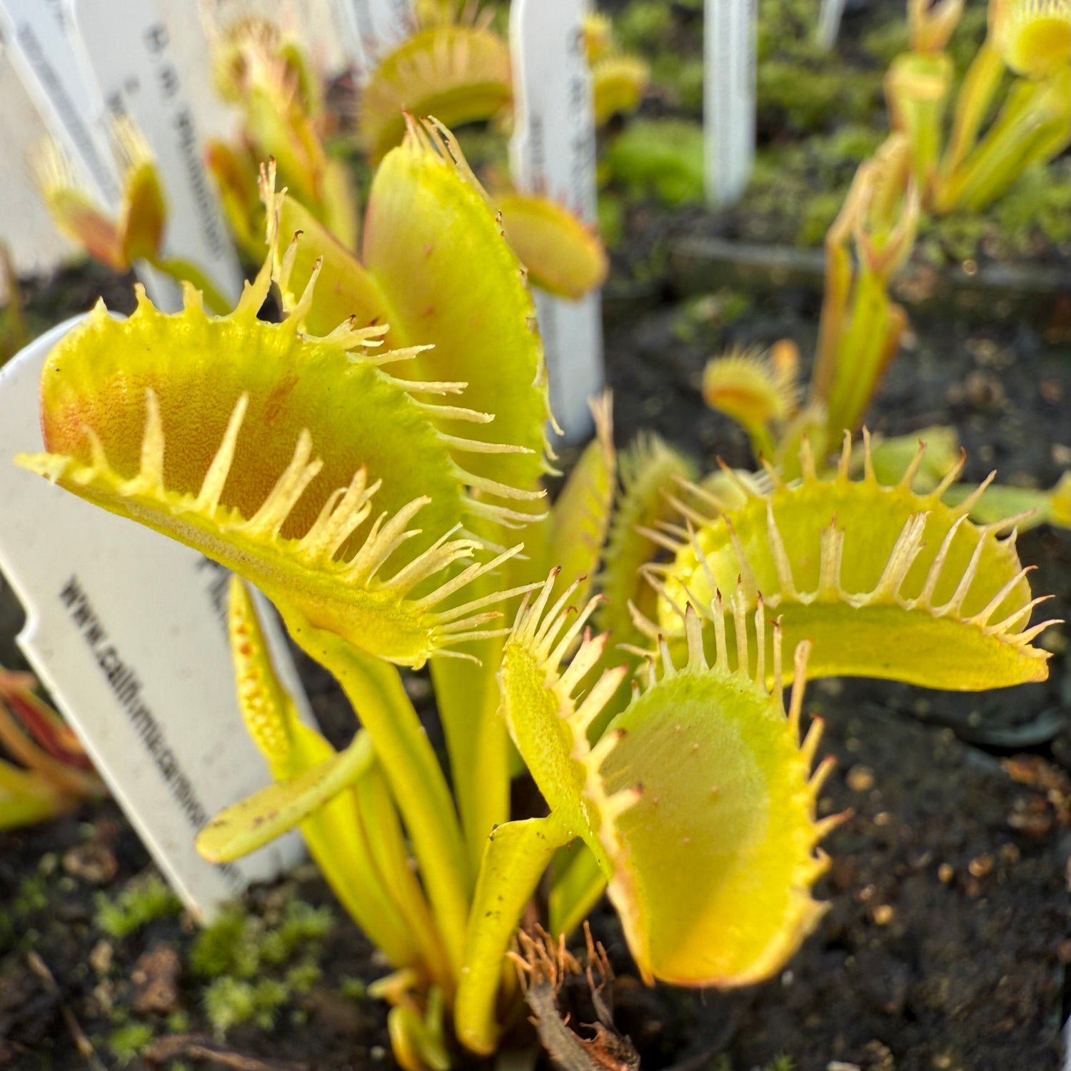 Dionaea m. 'Plumechon' Potted