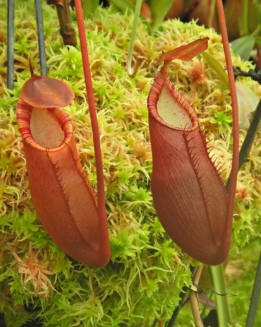 Nepenthes diatas “Gng Masurai” Potted
