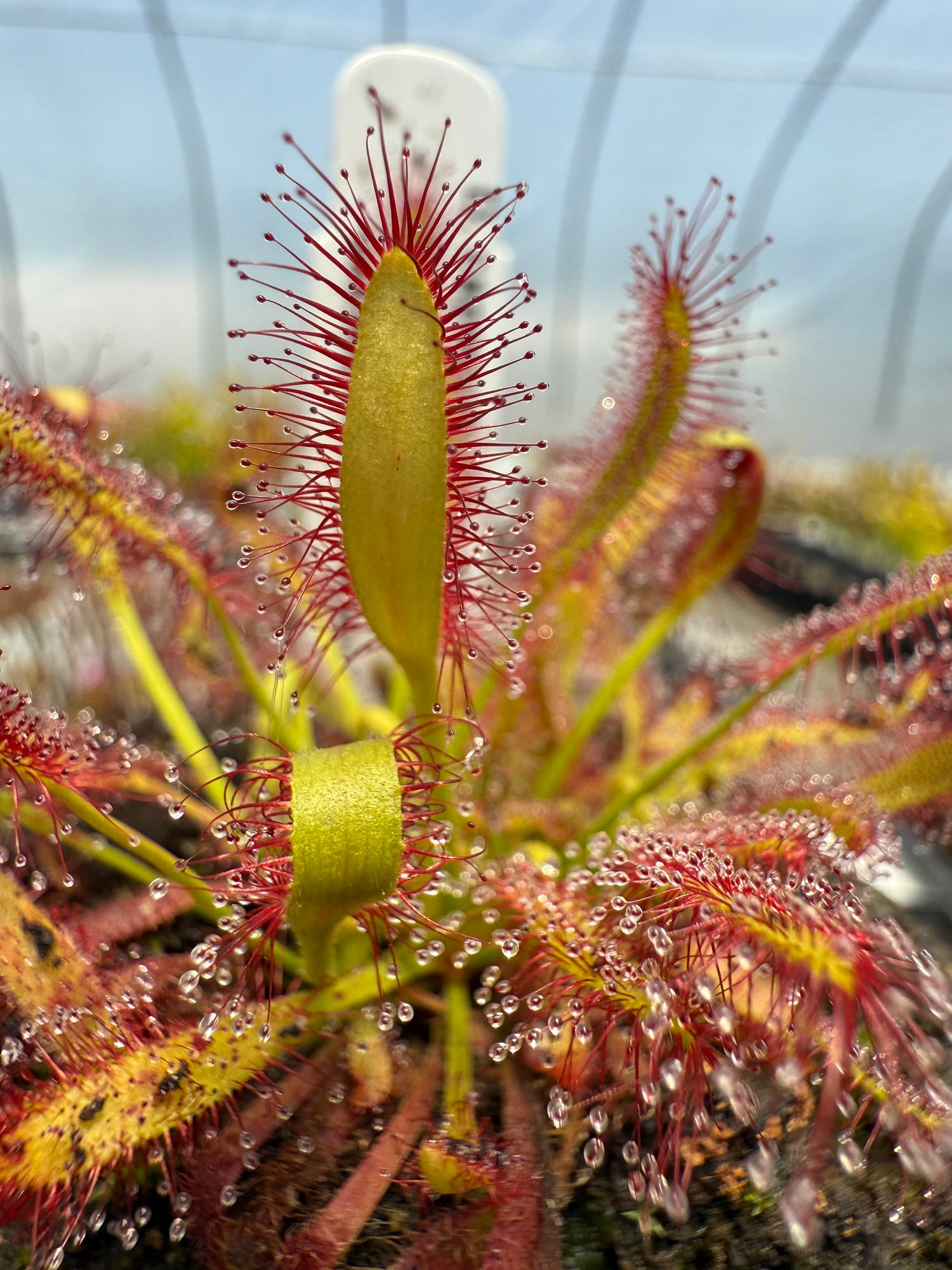 Drosera capensis “Mini Red” Potted