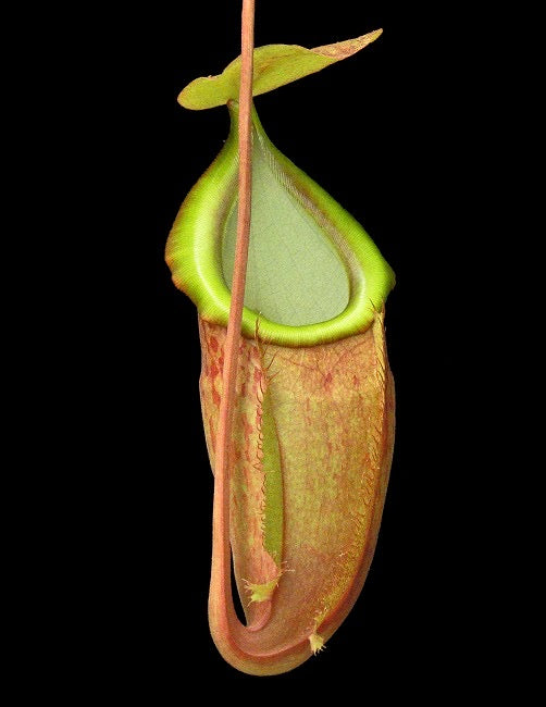 Nepenthes spathulata x glabrata Potted