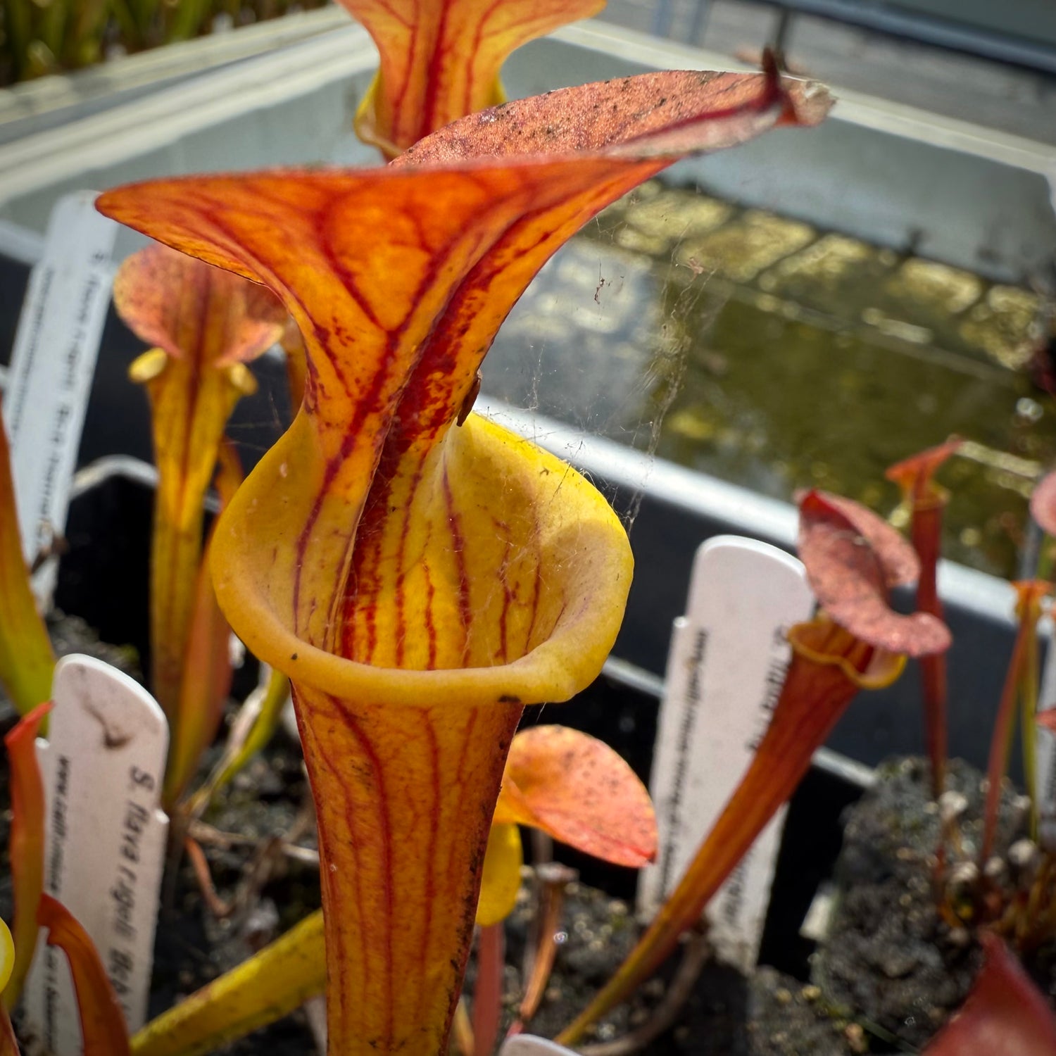 Sarracenia flava v. rugelii ‘Bob Hanrahan’ x flava v. atropurpurea Potted