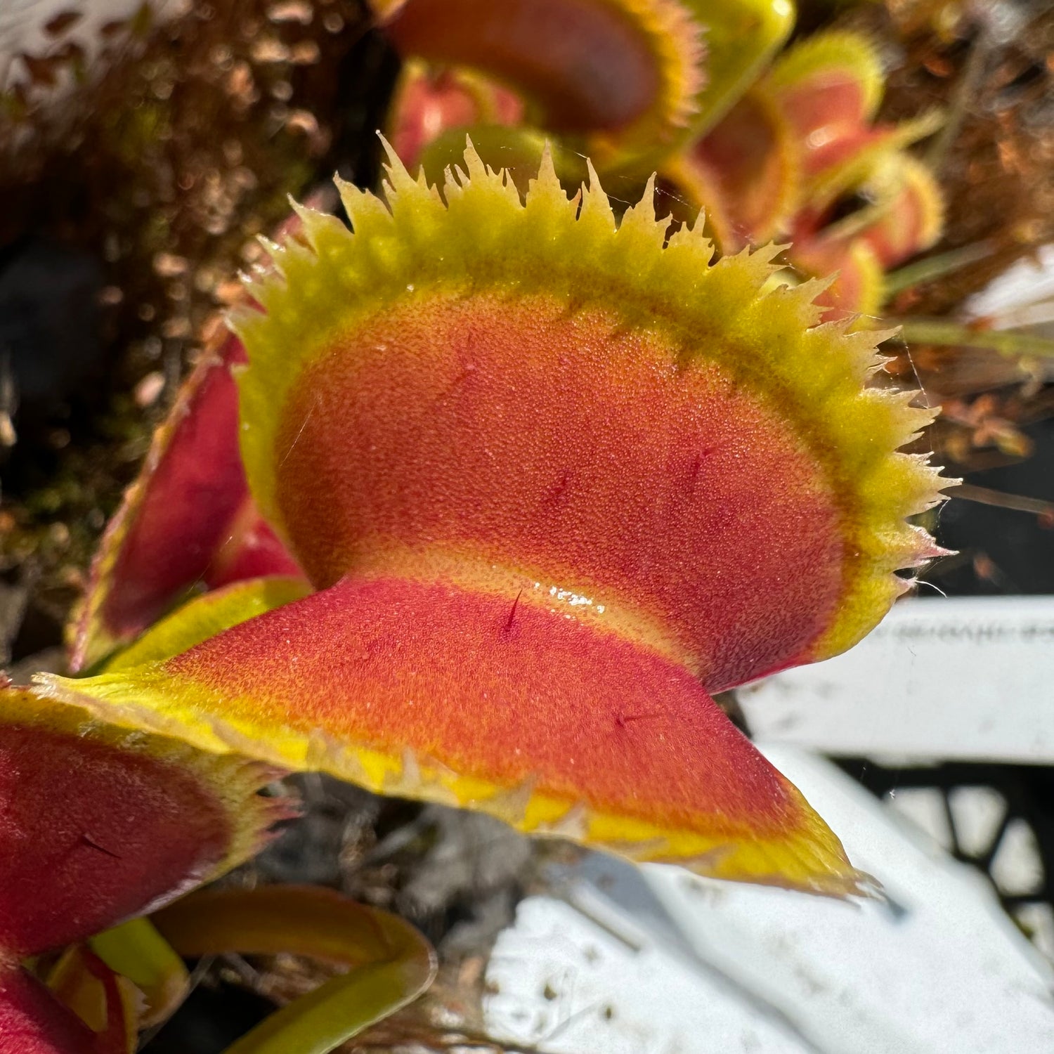 Dionaea m. “Giant Piranha” Potted