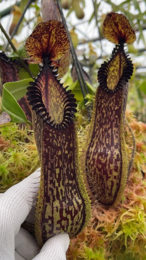 Nepenthes hamata “Lumut, Best Selected Clone” Potted