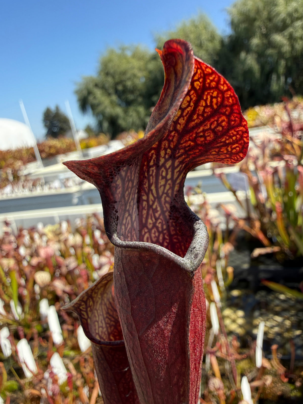 Sarracenia rubra ssp. jonesii “Red, Clone B” Potted (PERMIT)