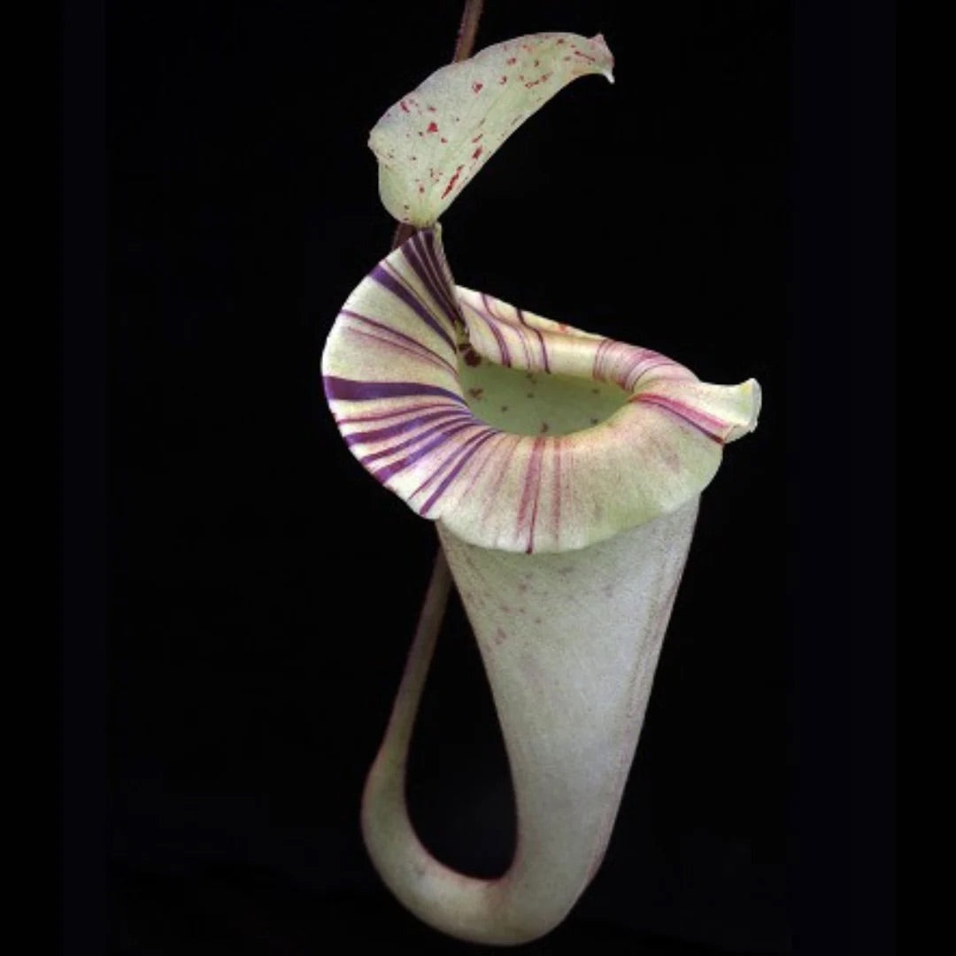 Nepenthes platychila Potted