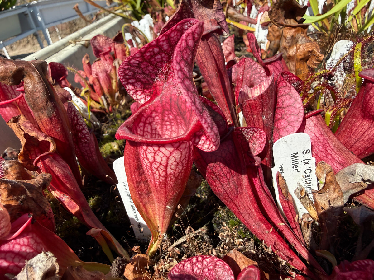 Sarracenia ( x ‘Caitrin Claire’ ) x purpurea ssp. venosa v. burkii ‘Jim Miller’ Potted
