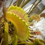 Dionaea Gap Tooth Venus Flytrap