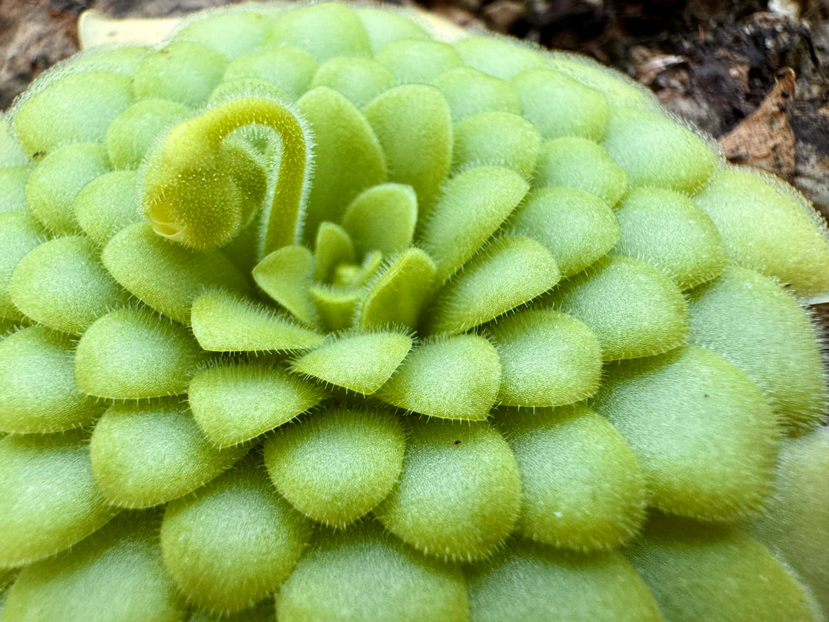 Pinguicula "BCP Golden Eye" BARE ROOT