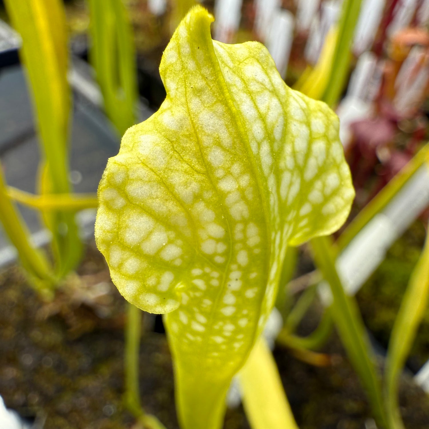 Sarracenia leucophylla anthocyanin-free x  rubra ssp. gulfensis anthocyanin-free DG Potted