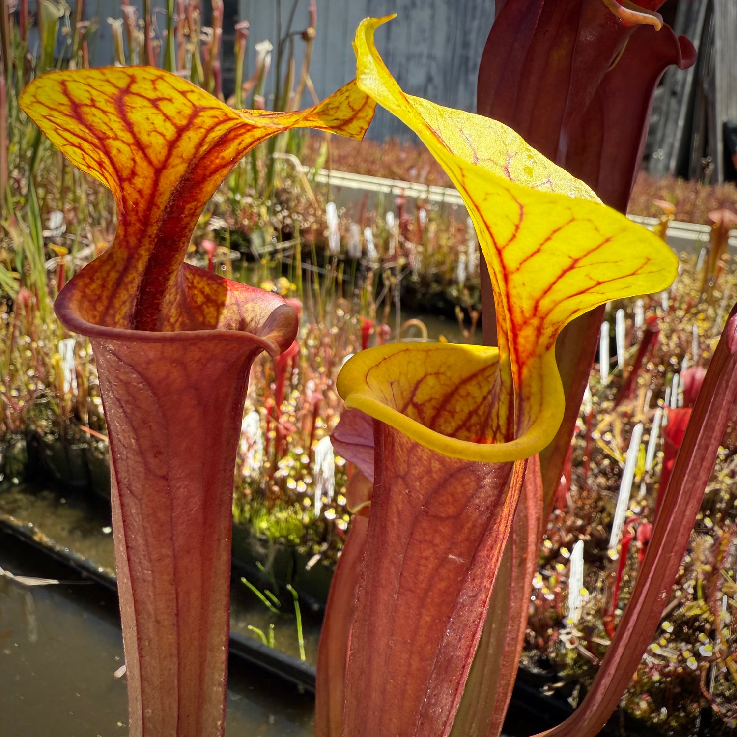 Sarracenia flava var atropurpurea x flava ‘Bronze’ Potted