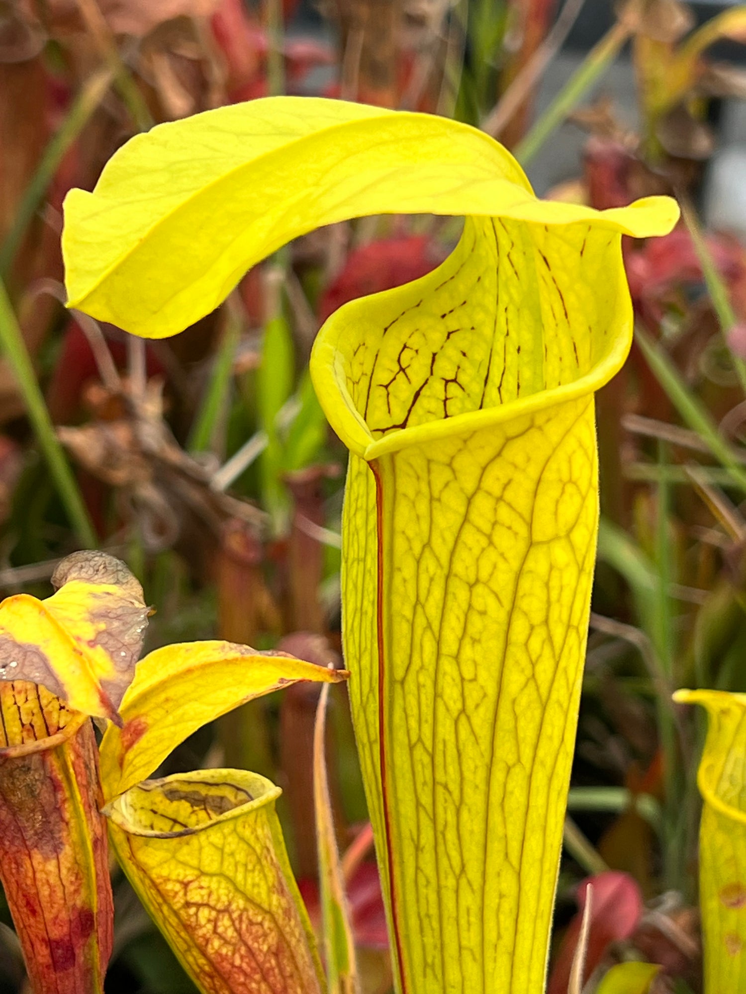 Sarracenia rubra ssp. alabamensis “Damon’s Clone” Potted