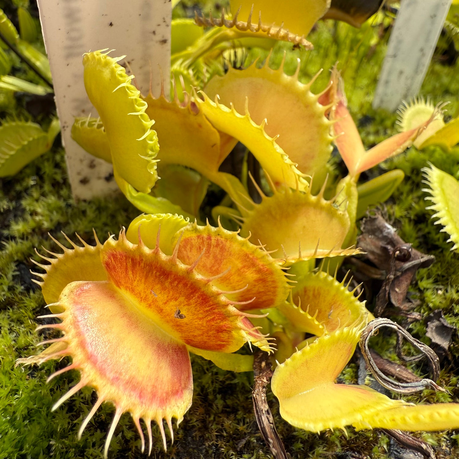Dionaea m. “Werewolf x Werewolf” Seed-Grown Potted