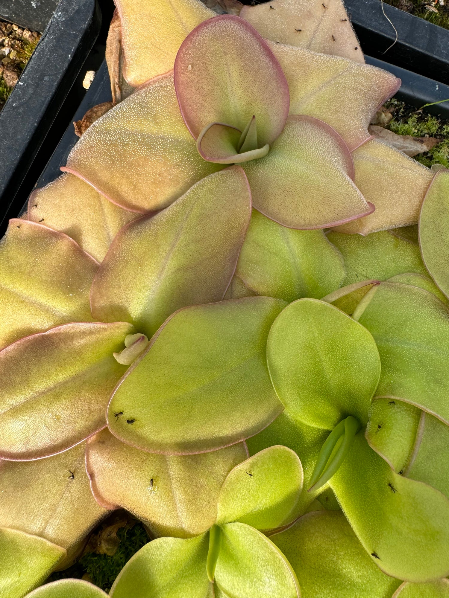 Pinguicula moranensis 'A' x laueana "CalCarn red" BARE ROOT