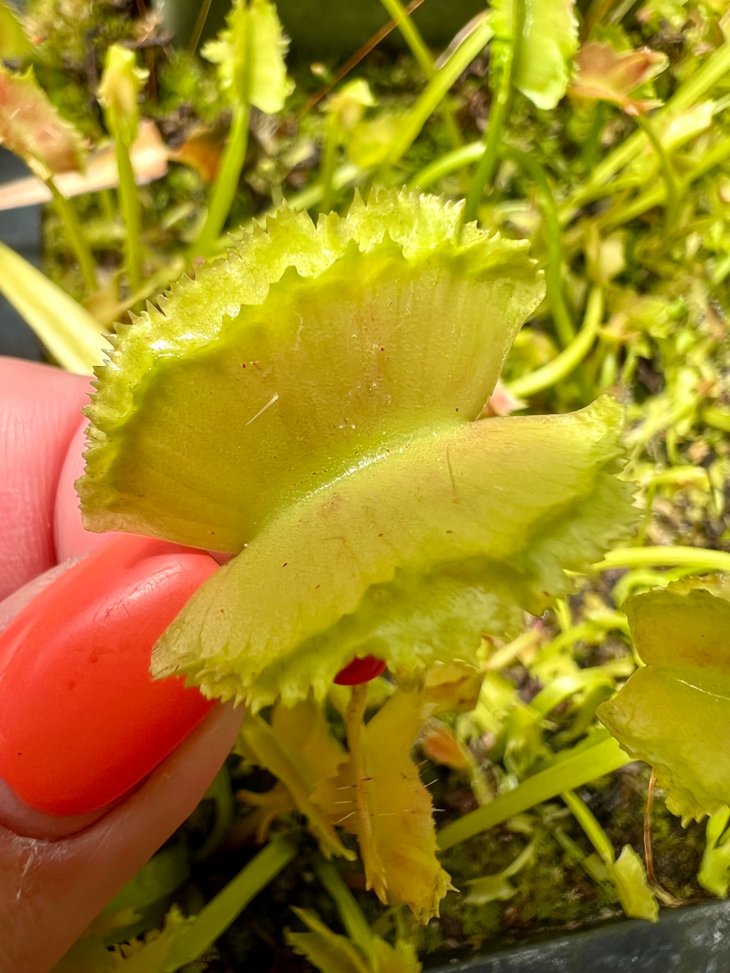 Dionaea m. 'Biohazard' Potted
