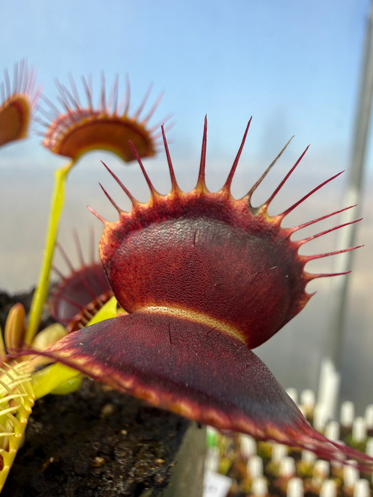 Dionaea m. “Black Mamba” Potted