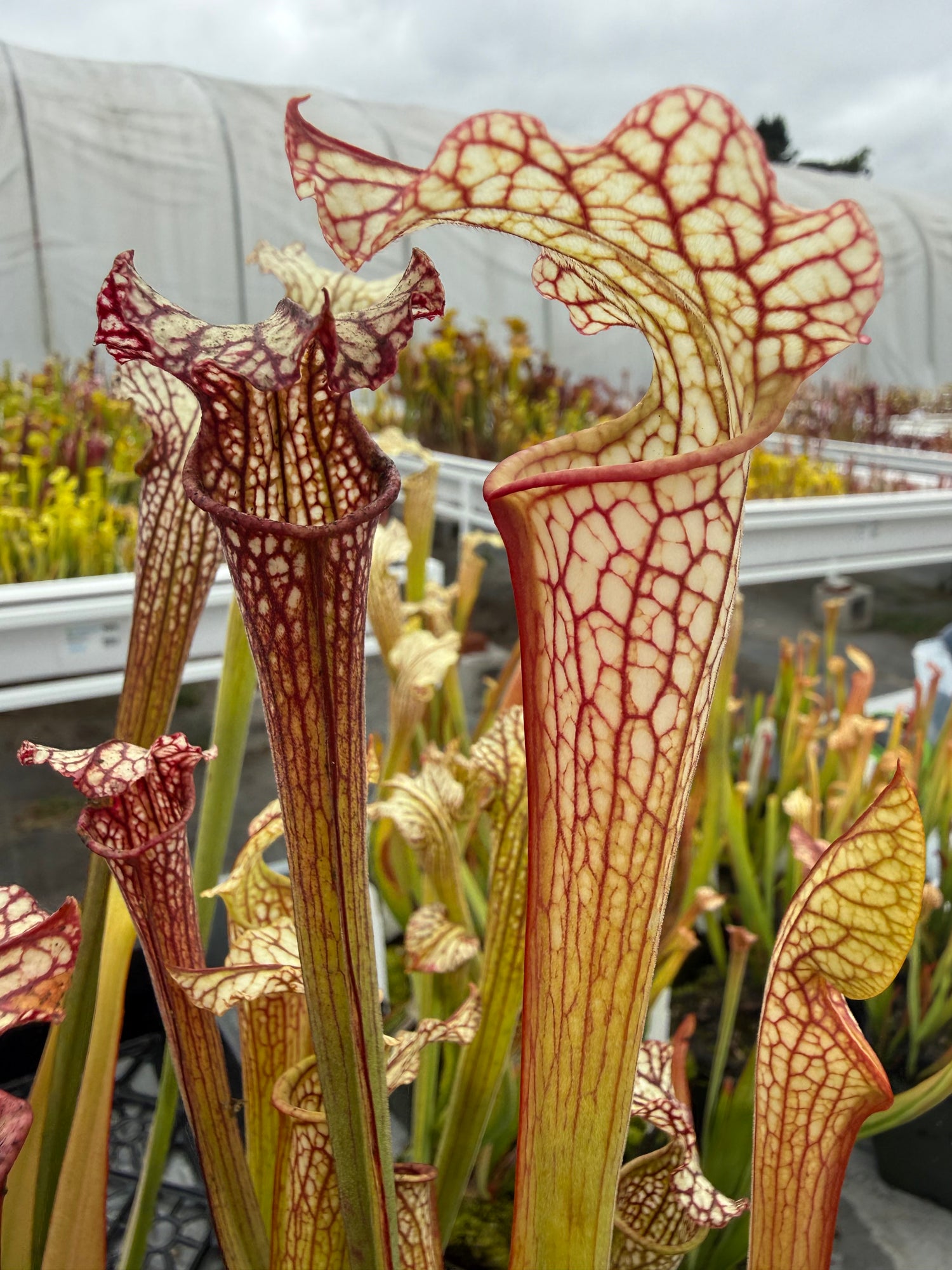 Sarracenia leucophylla “Hanrahan” x alata Anthocyanin-Free RC Potted