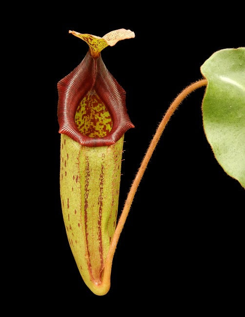 Nepenthes rajah x ( veitchii x platychila ) Potted
