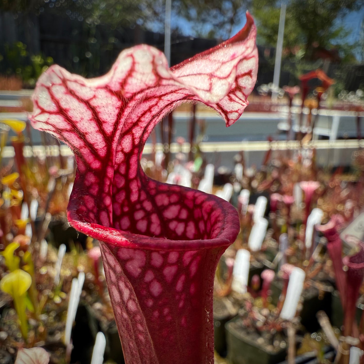 Sarracenia leucophylla ‘Pink Lady’ x ( x ‘Ellie Wang’ ) Potted