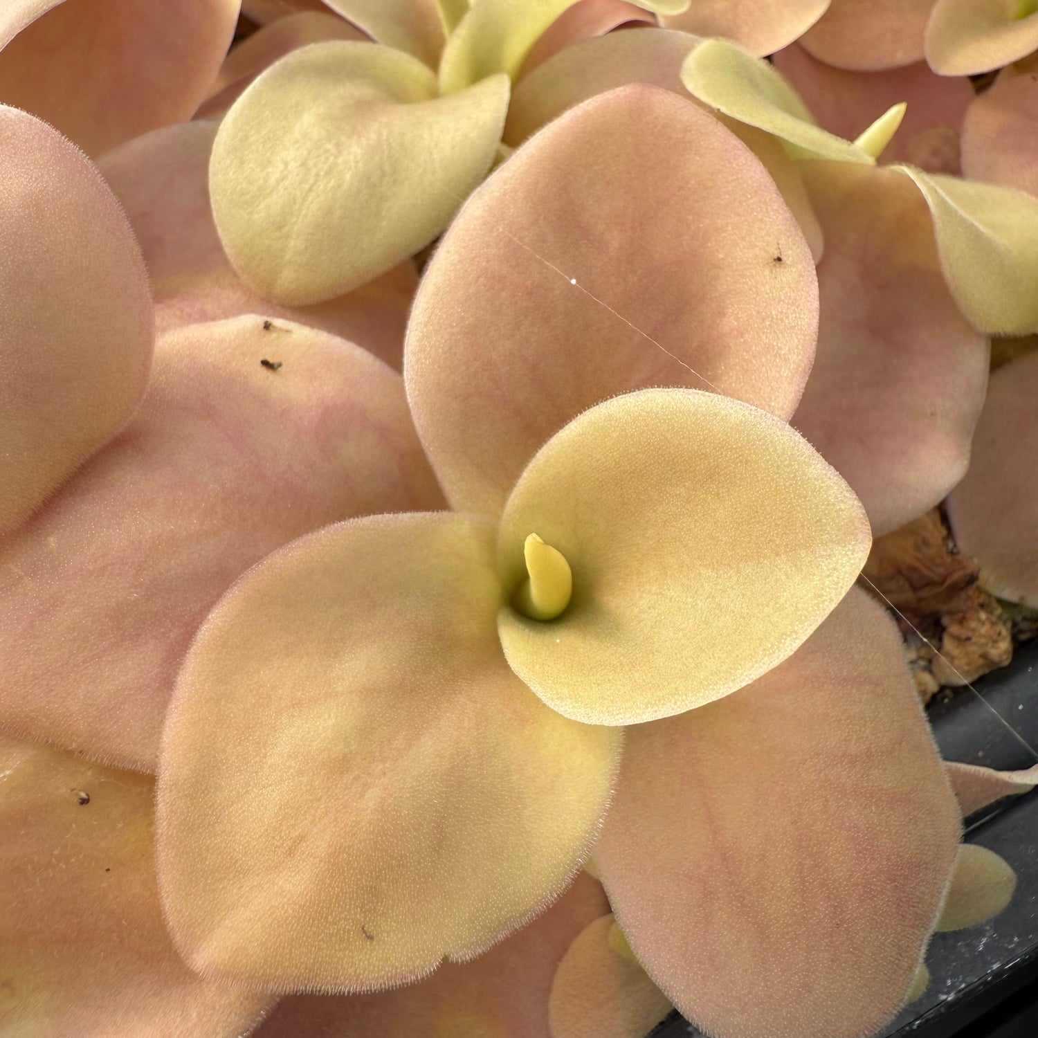 Pinguicula agnata x zamudioana BARE ROOT