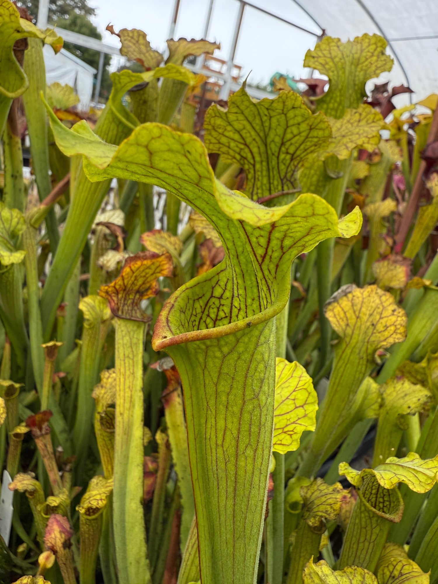 Sarracenia ﻿( x ‘Leah Wilkerson’ ) x alata anthocyanin-free Potted