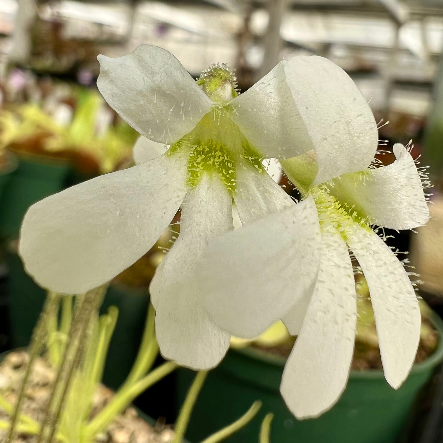 Pinguicula heterophylla “Concepcion, Papalo, Mexico” BARE ROOT