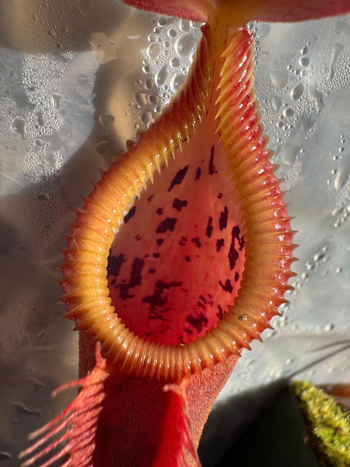 Nepenthes spathulata x edwardsiana “Giant” CalCarn Seed-Grown Potted