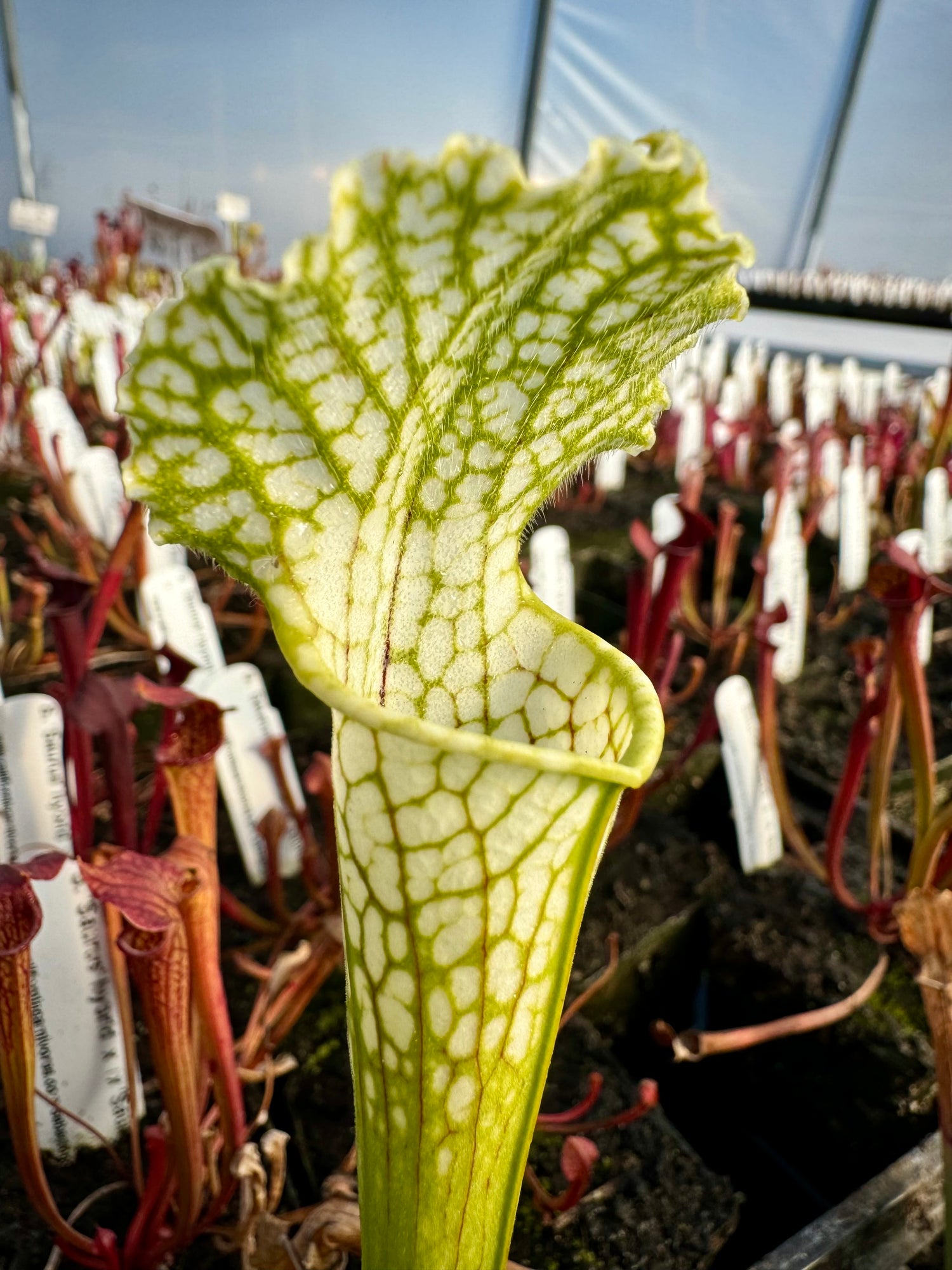 Sarracenia leucophylla “White Top, Yellow Flower” x leucophylla var alba “Yellow Flower” Potted
