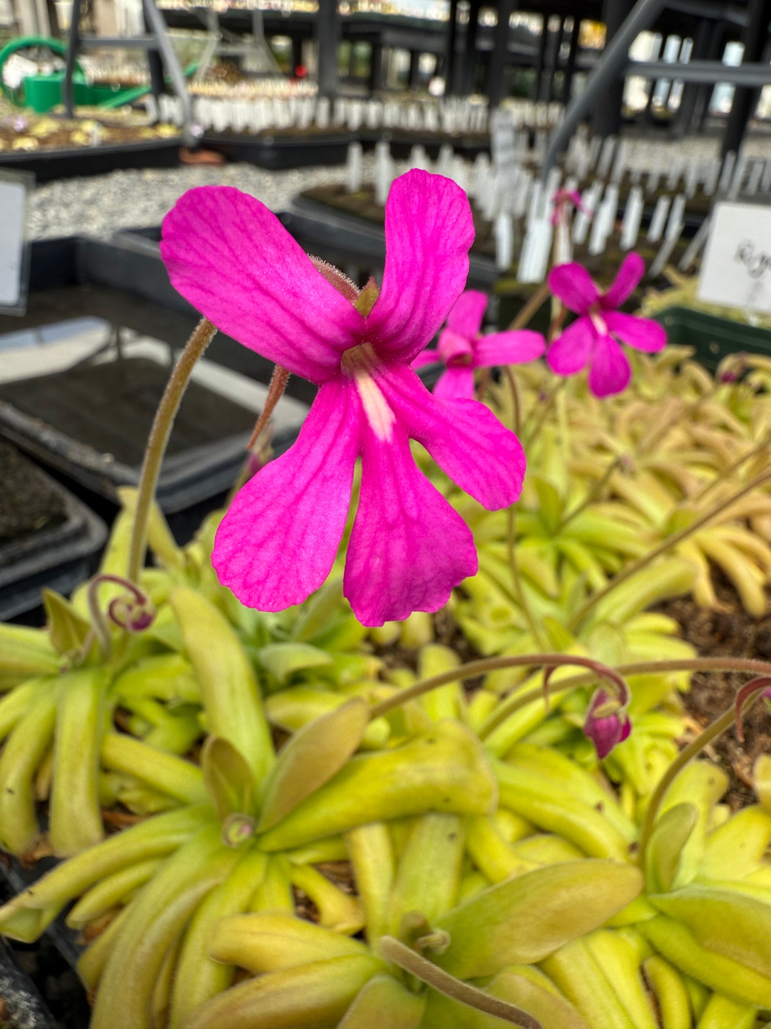 Pinguicula x “Rigel” BARE ROOT