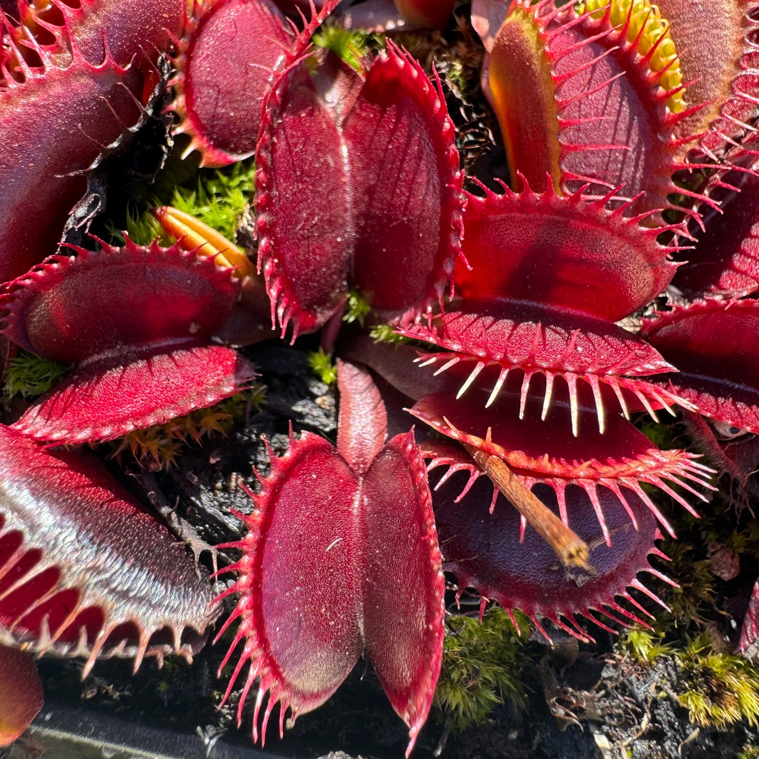 Dionaea m. 'Dark Knight' Potted