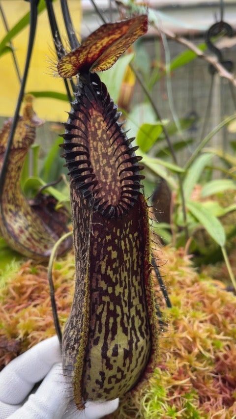Nepenthes hamata “Lumut, Best Selected Clone” Potted