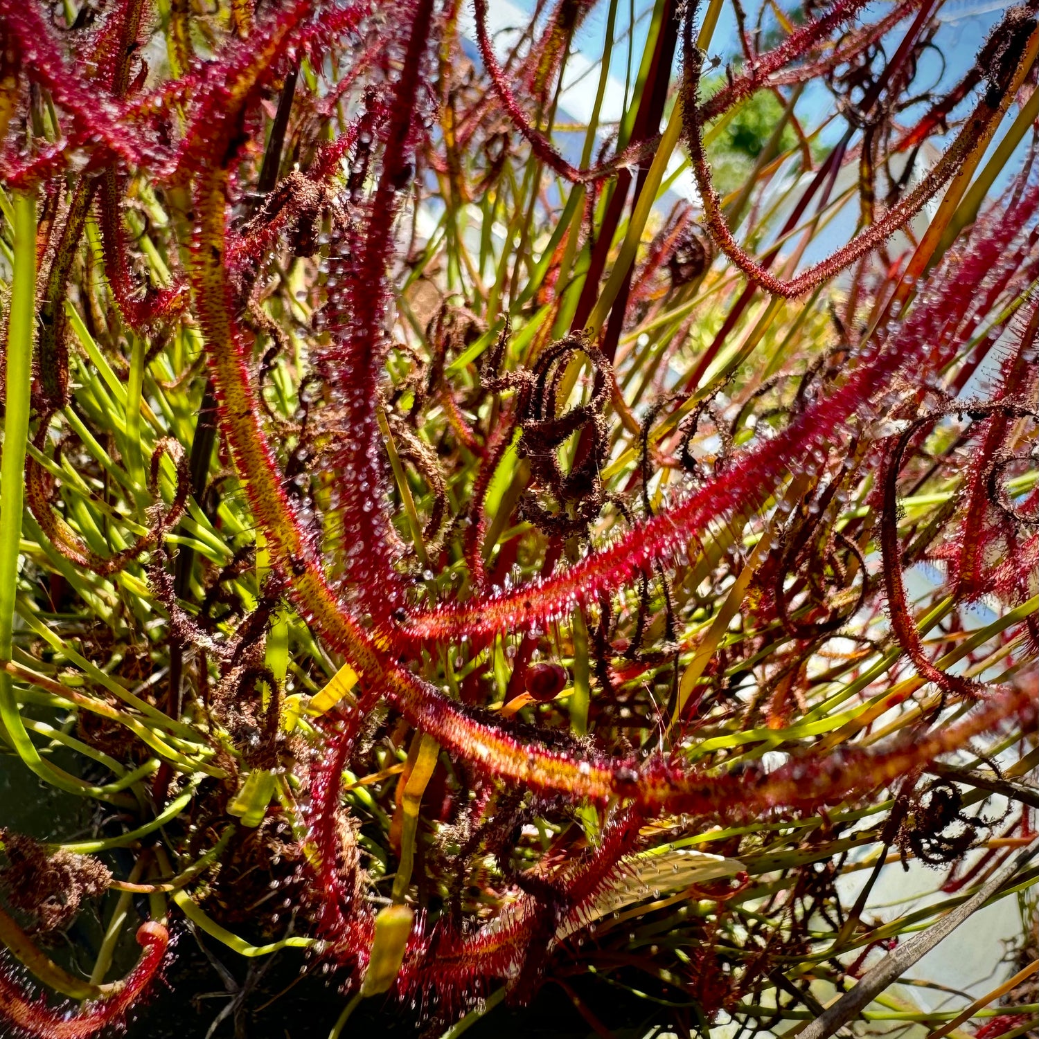 Drosera binata “Tamboon Inlet, AU” Potted