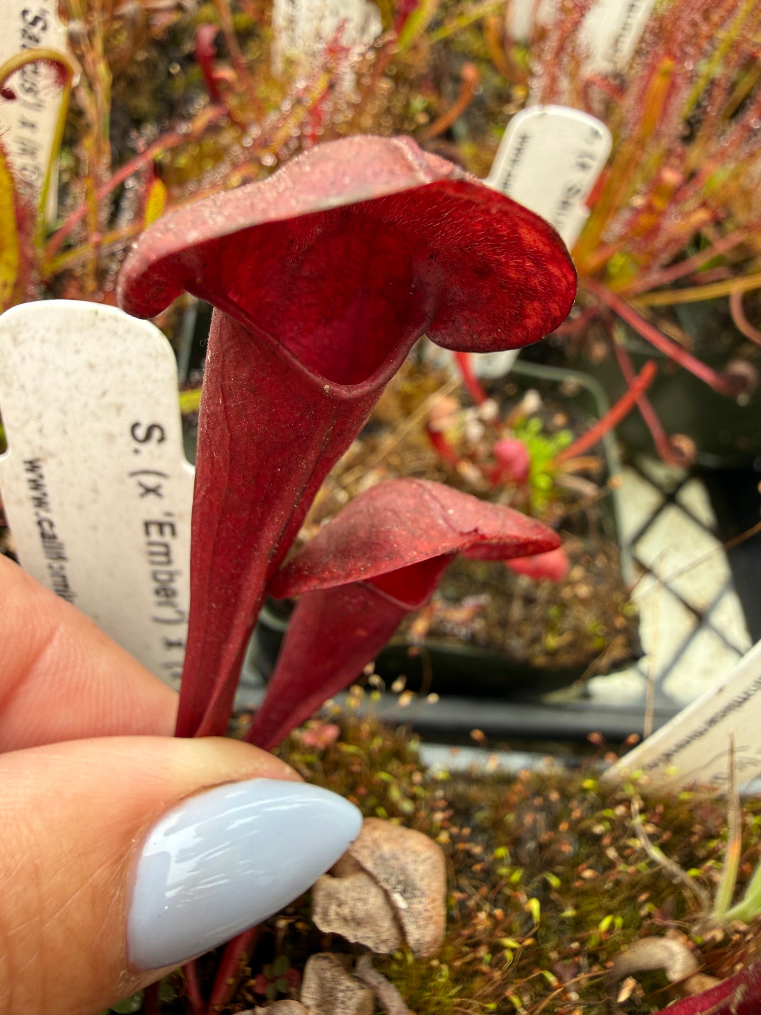 Sarracenia ( ‘Ember’ ) x ( x ‘Deep Throat’ ) Potted