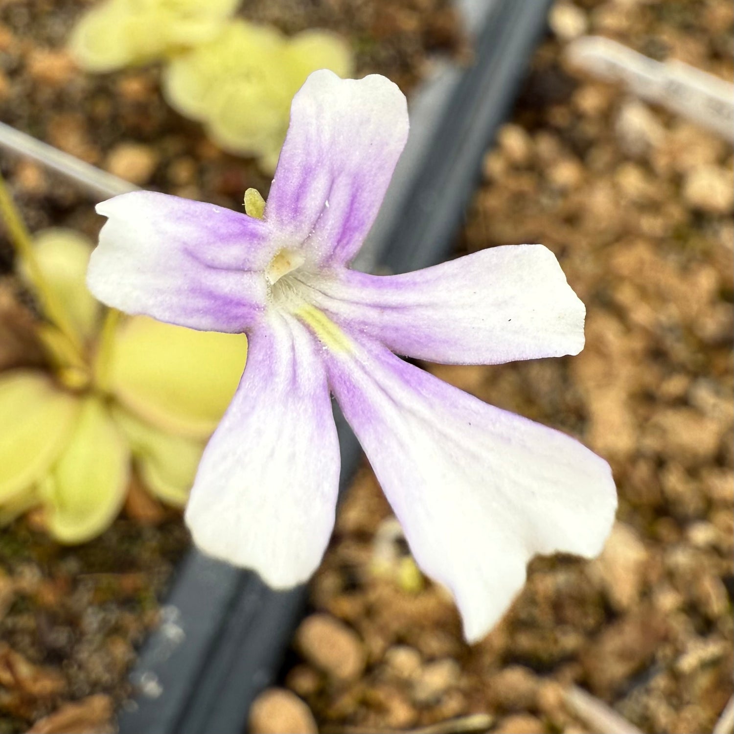 Pinguicula x “Hanok” BARE ROOT