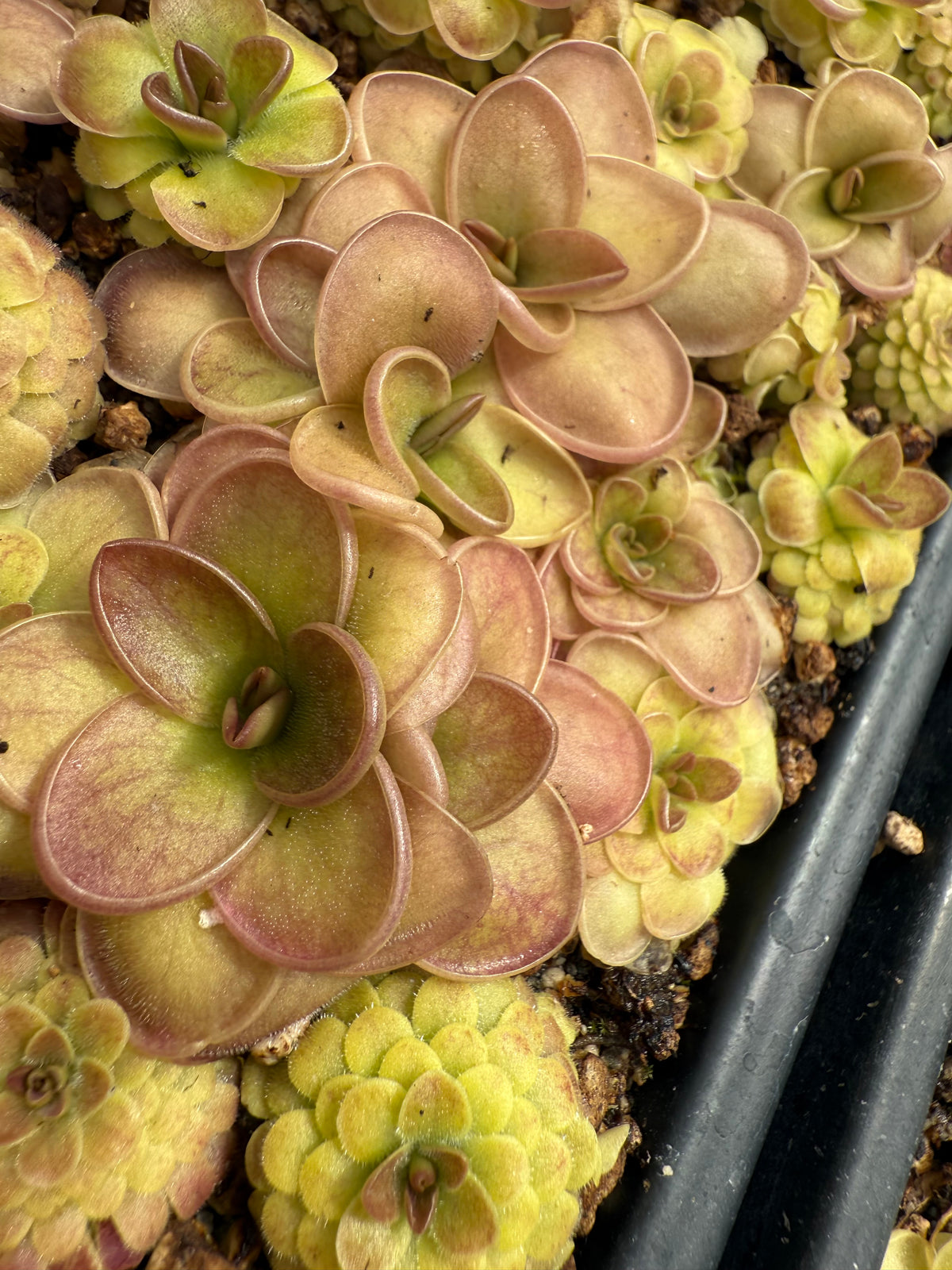 Pinguicula x “Pink Eye” BARE ROOT