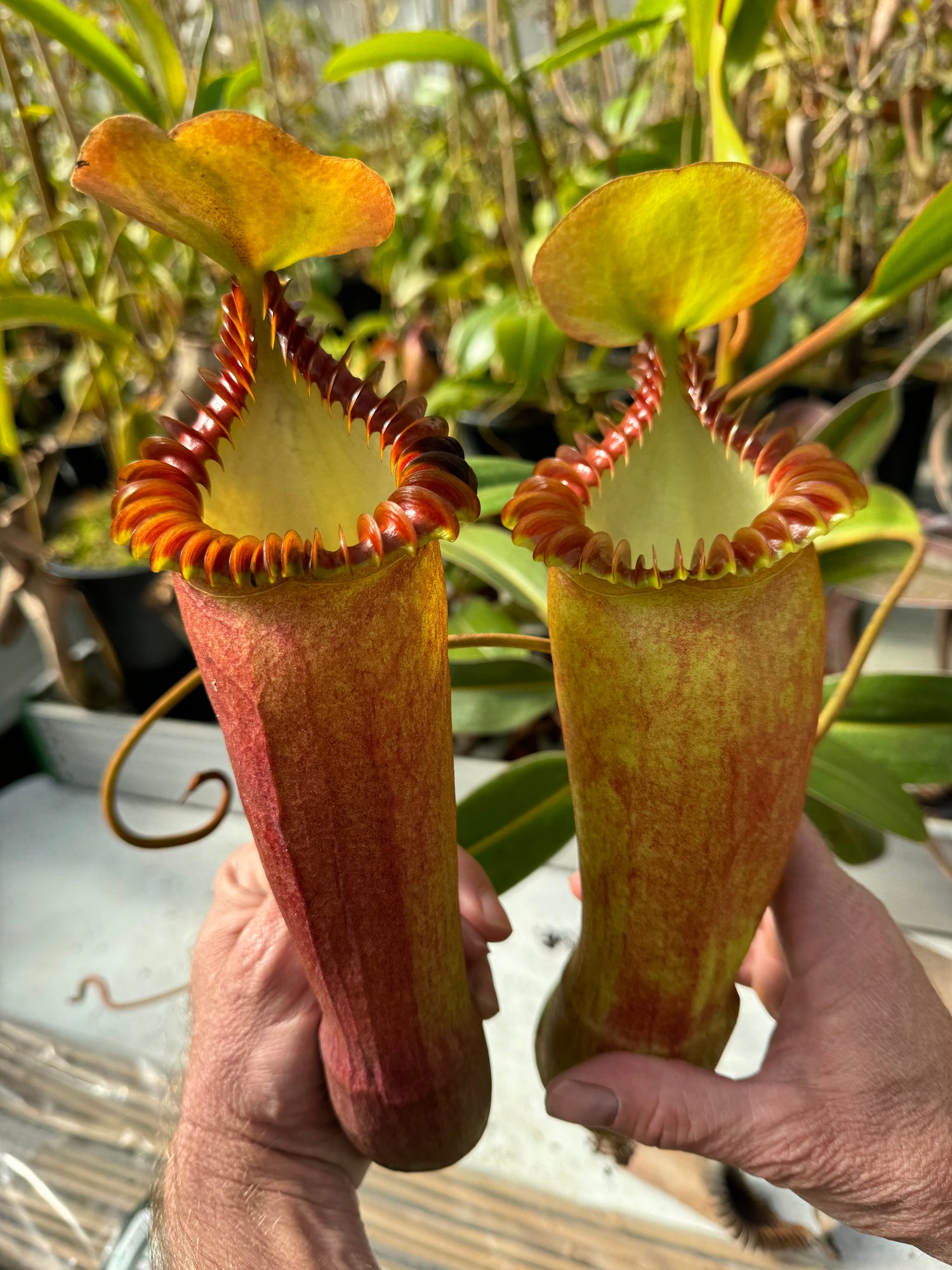 Nepenthes truncata (D) “Red Flush” x edwardsiana “giant” CalCarn TC Potted