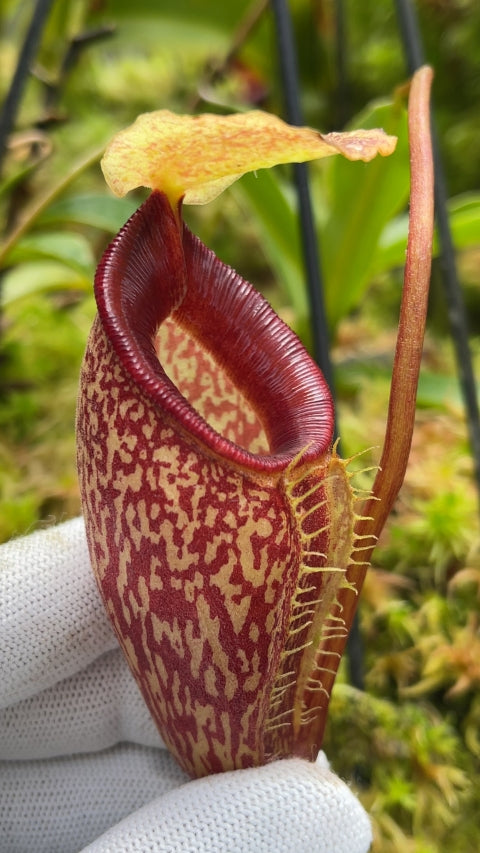 Nepenthes talangensis Potted