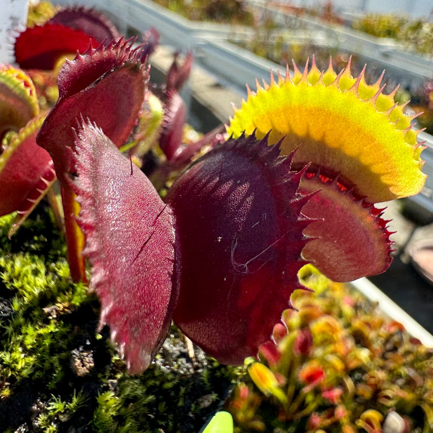Dionaea m. 'Archangel' Potted