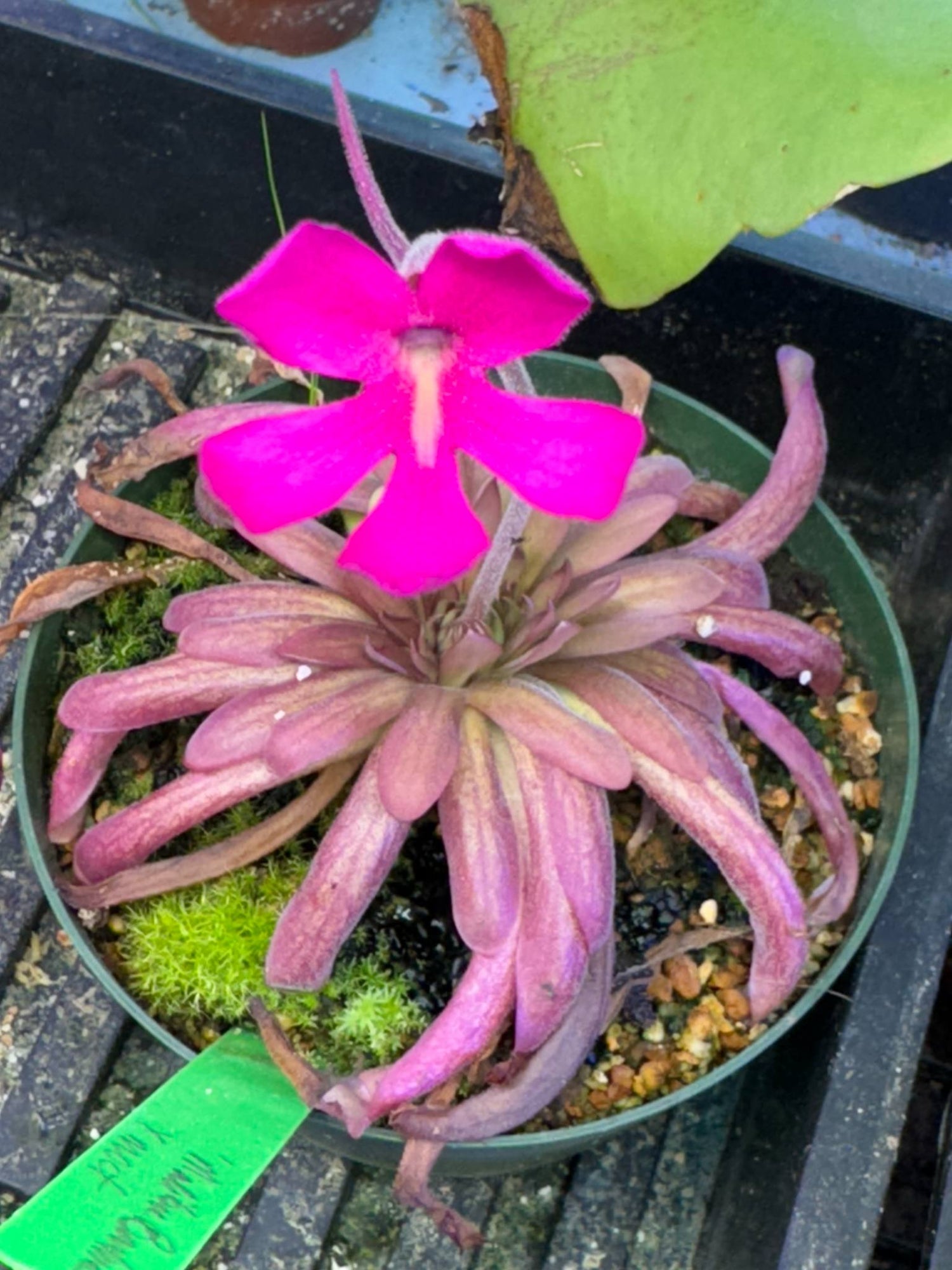Pinguicula x “Shelob” BARE ROOT
