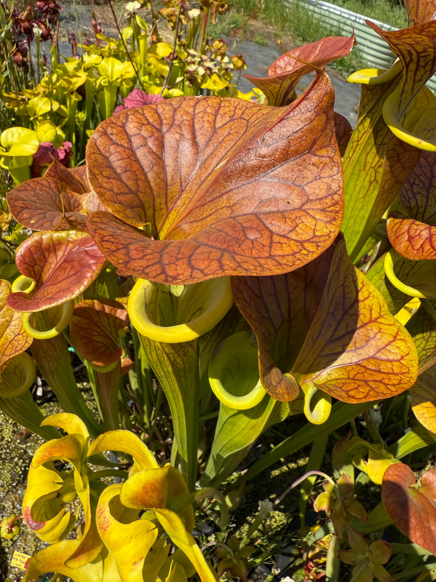 Sarracenia flava “Towering Inferno” Division Potted