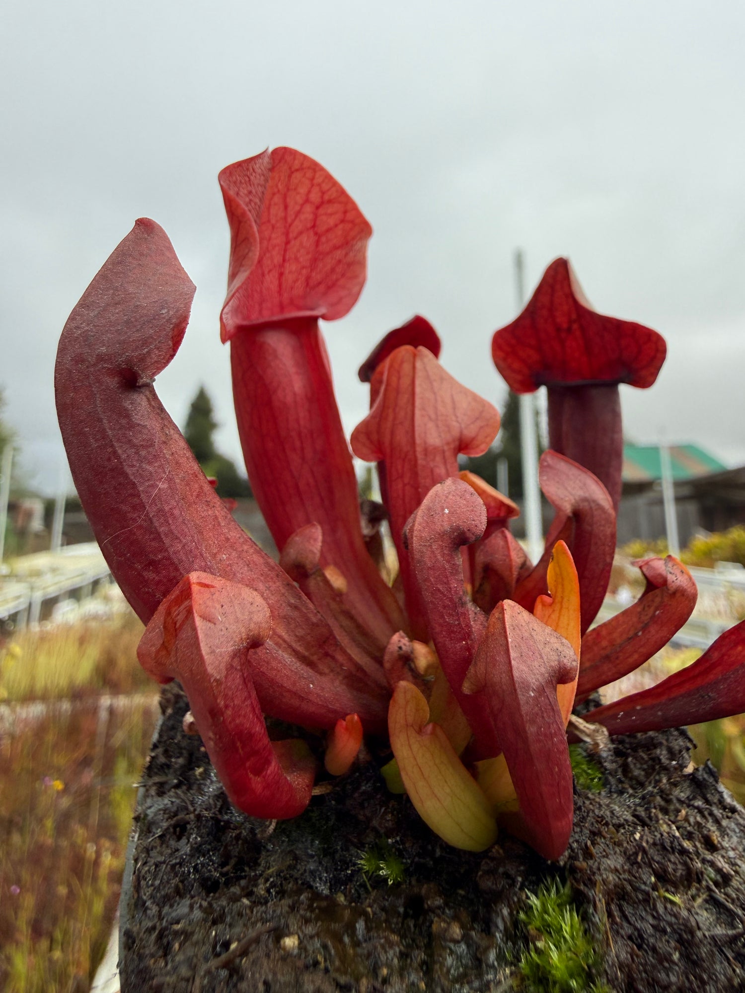 Sarracenia x ‘Maroon’ Potted