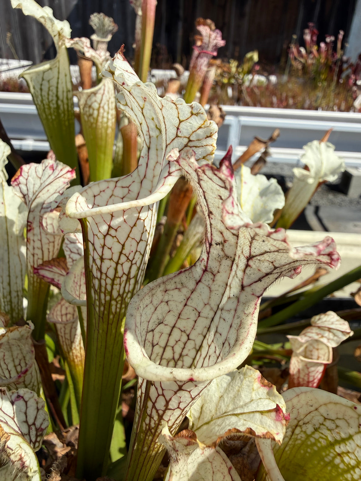 Sarracenia leucophylla var alba seed-grown Potted